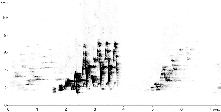 Sonogram of Swainson's Thrush song