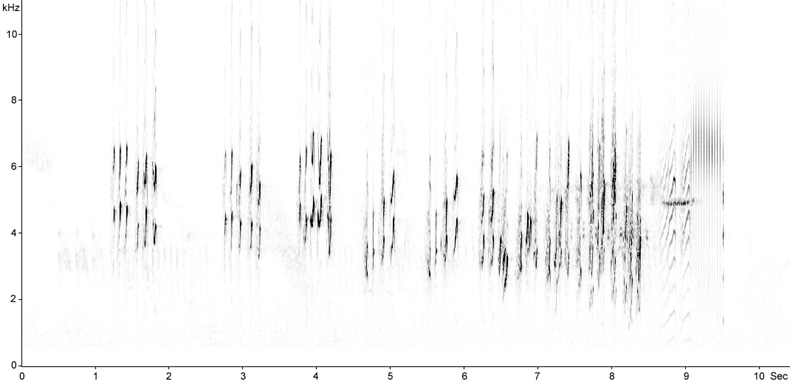 Sonogram of Barn Swallow song