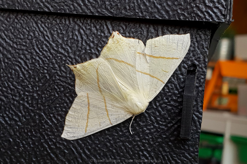Swallow-tailed Moth (Ourapteryx sambucaria)  Fraser Simpson