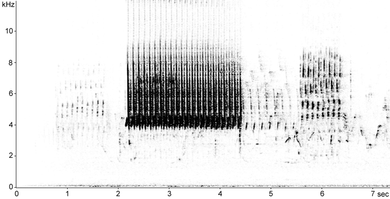 Sonogram of Swamp Sparrow song