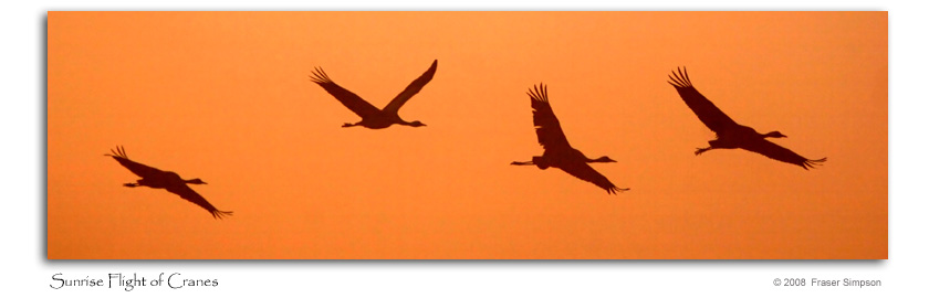 Dawn flight of Cranes, Lake Hornborga  2008 Fraser Simpson