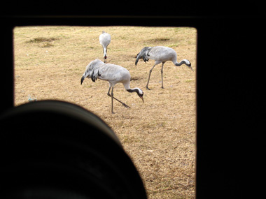 View from inside the Crane photo hide  2008 Fraser Simpson