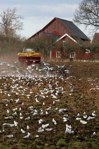 Black-headed Gulls following the plough  2008 Fraser Simpson