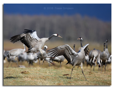 Dancing Eurasian Cranes  2008 Fraser Simpson