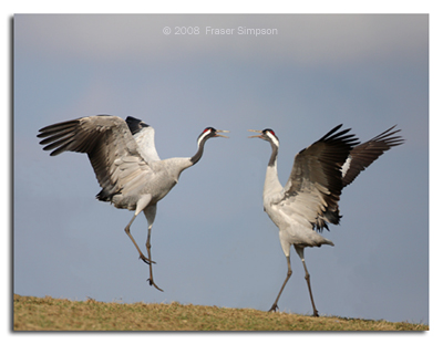 Dancing Eurasian Cranes  2008 Fraser Simpson
