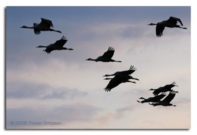 Crane migration  2008 Fraser Simpson