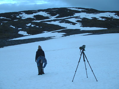 Lezah watching the Mountain Hare