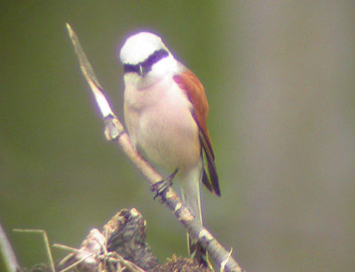 Red-backed Shrike (Lanius collurio)