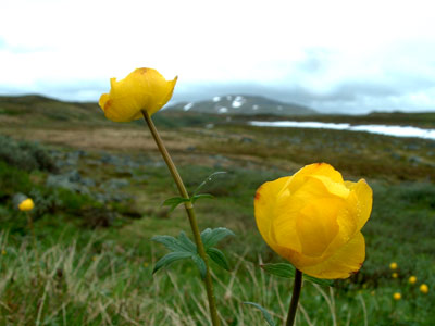 Globe Flower (Trollius europaeus)