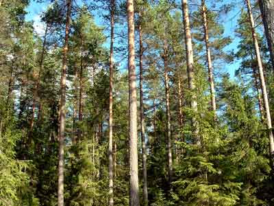 Scots Pine forest