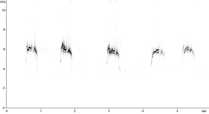 Sonogram of Common Swift calls