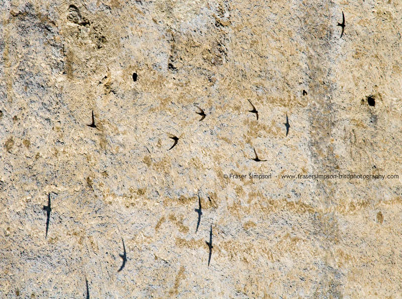  Common Swifts (Apus apus) screaming around Cesky Krumlov © Fraser Simpson 