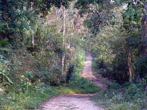 Secondary Forest, Tarapoto