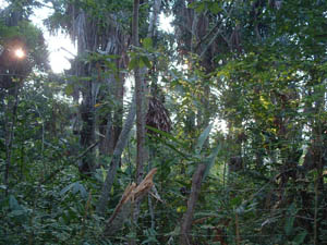 Secondary Forest, Tarapoto