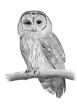 Tawny Owl sketch © Fraser Simpson