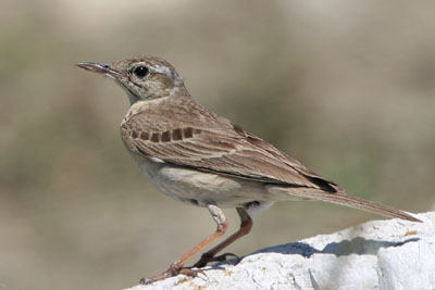 Tawny Pipit, Epanomi � 2005  F. S. Simpson