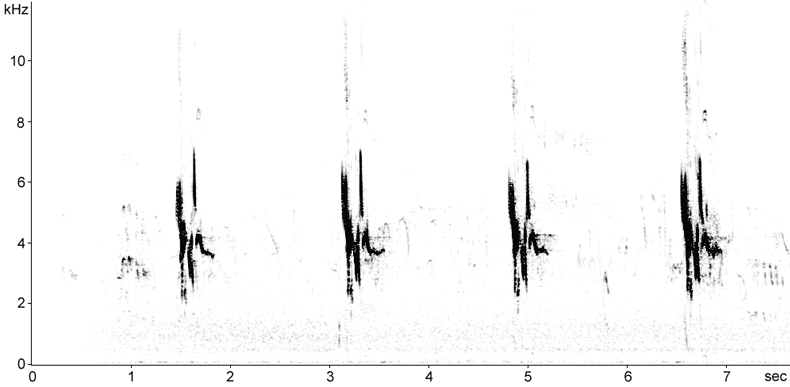 Sonogram of Tawny Pipit song