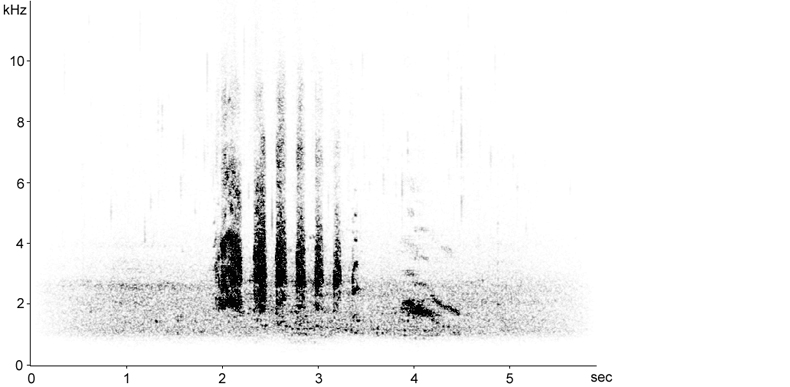 Sonogram of female Eurasian Teal call