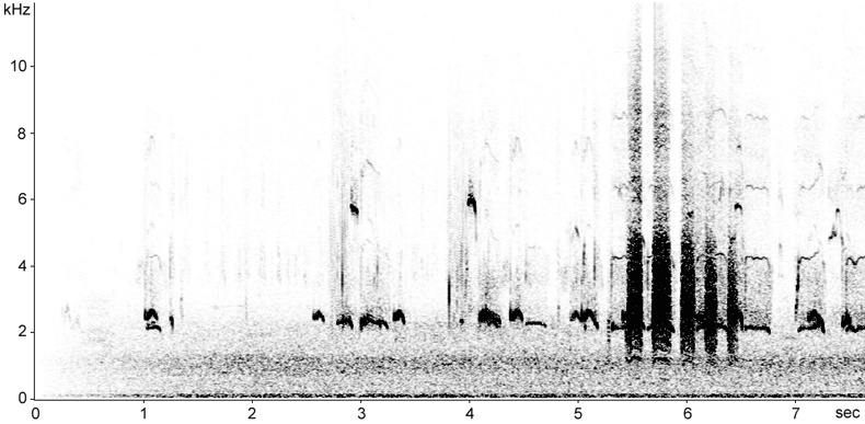 Sonogram of female Eurasian Teal long call