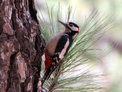Great Spotted Woodpecker (Dendrocopus major canariensis)