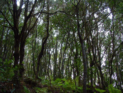  Laurel Forest of Monte del Agua