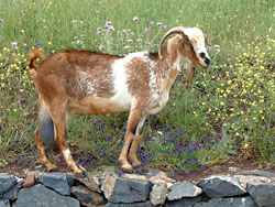 Goat at Teno Alto