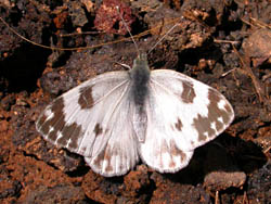 Bath White (Pontia daplidice)