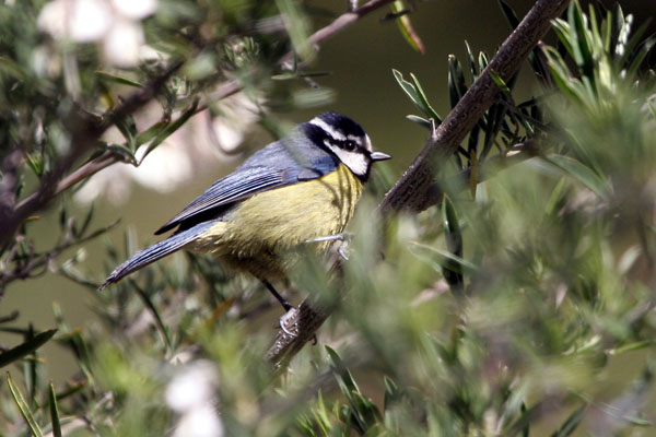 Tenerife Blue Tit  Parus caeruleus teneriffae 2006 Fraser Simpson