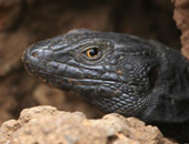 Tenerife Lizard