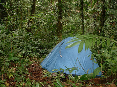 Jungle Camp