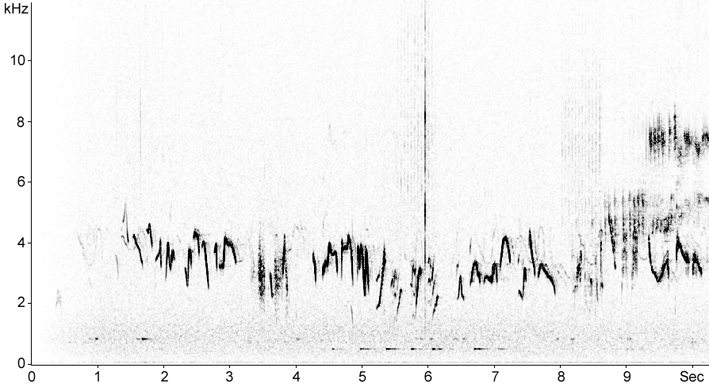 Sonogram of Thekla Lark song