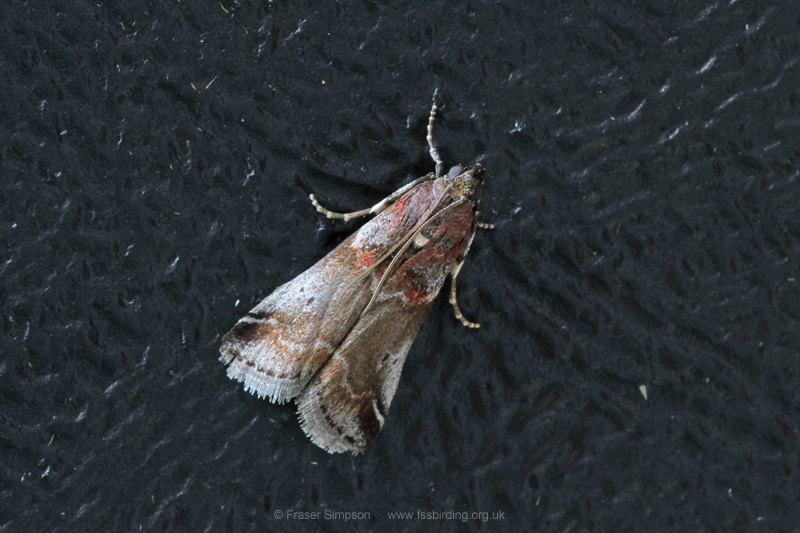 Thicket Knot-horn (Acrobasis suavella)  Fraser Simpson