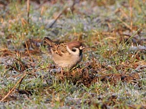 Tree Sparrow (Passer montanus), Knockentiber-Springside disused railway line  Fraser Simpson