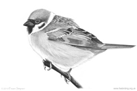 Tree Sparrow sketch © Fraser Simpson