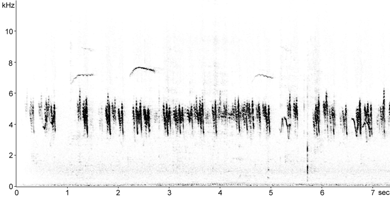 Sonogram of Tree Swallow calls