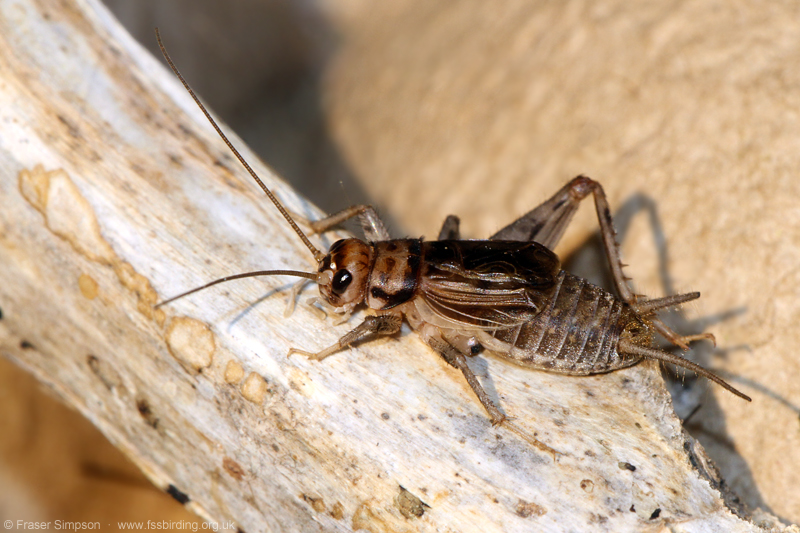 Jamaican Field Cricket (Gryllus assimilis) © Fraser Simpson
