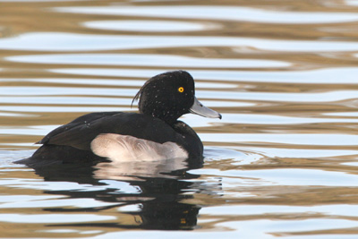 Tufted Duck (male) 2005 Fraser Simpson