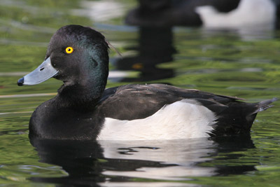 Tufted Duck �2005 Fraser Simpson