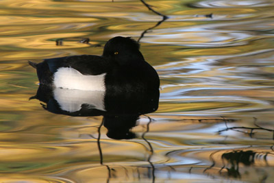 Tufted Duck �2005 Fraser Simpson