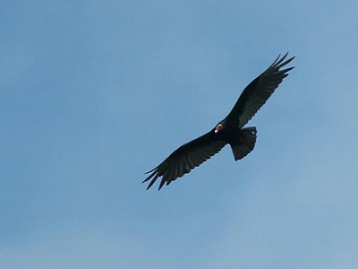 Turkey Vulture