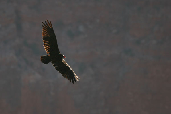 Turkey Vulture 2006 Fraser Simpson