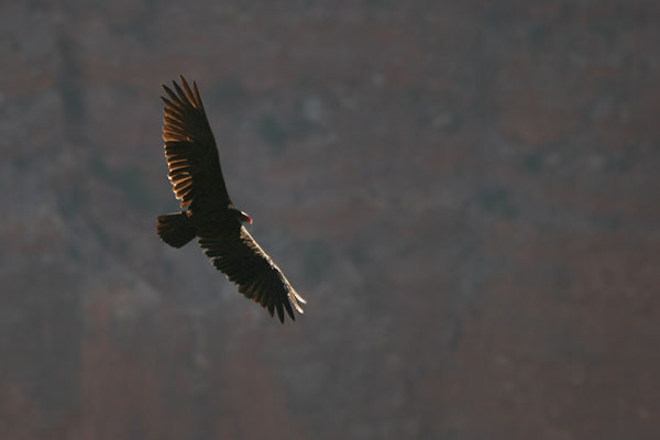 Turkey Vulture ©2006 Fraser Simpson