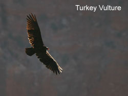 Turkey Vulture  2006  F. S. Simpson