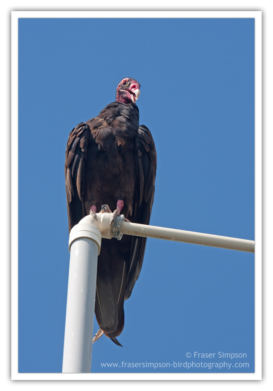 Turkey Vulture  (Cathartes aura)  2010 Fraser Simpson