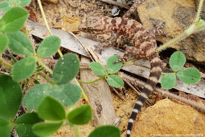 Turkish Gecko (Hemidactylus turcicus), Atlanterra, Spain  Fraser Simpson