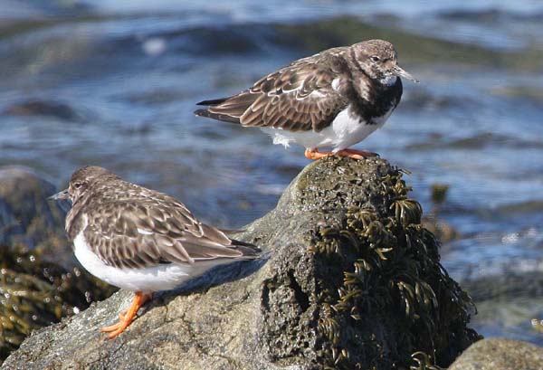 Turnstone at Stevenston Point  2005  F. S. Simpson