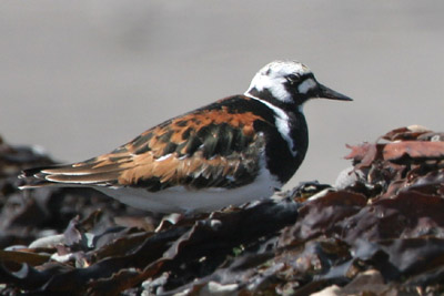 Turnstone  2005  F. S. Simpson