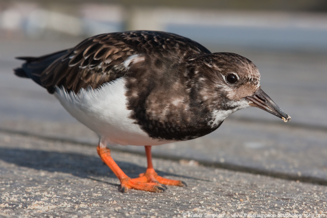 Turnstone at Southend, Essex  Fraser Simpson