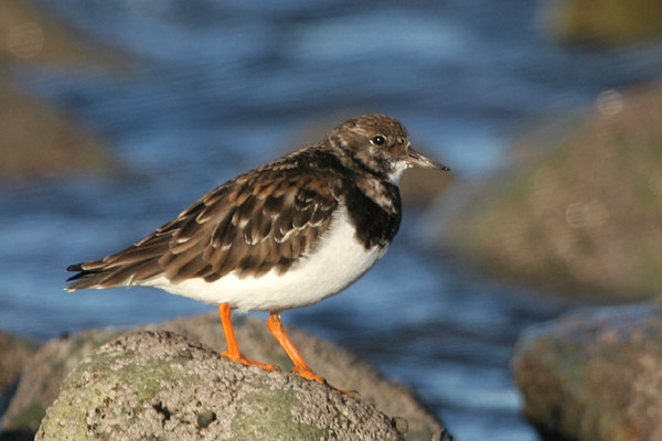 Turnstone 2005 Fraser Simpson