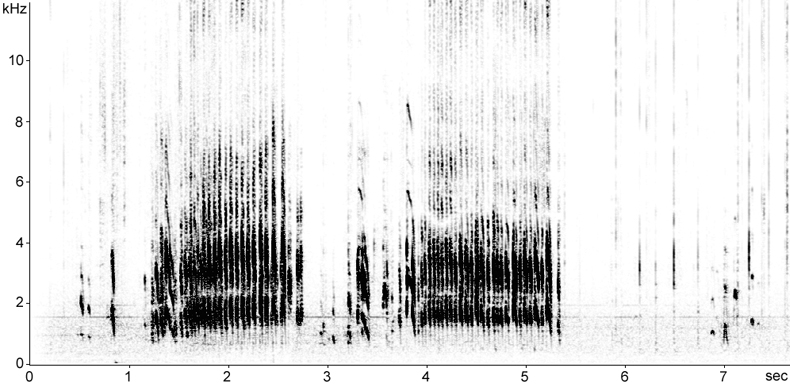 Sonogram of Turnstone calls